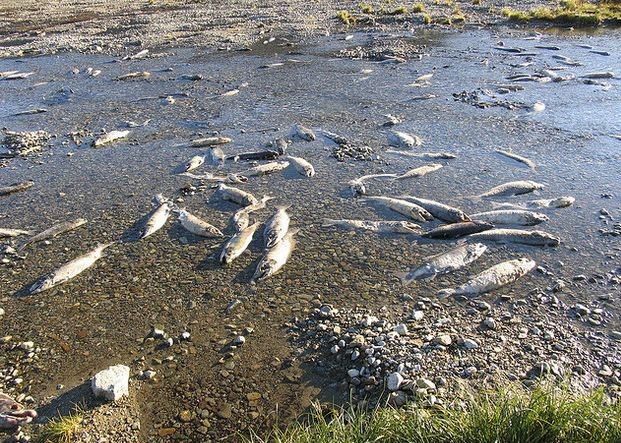 ?總氮超標對魚類和水產養(yǎng)殖業(yè)有哪些影響？