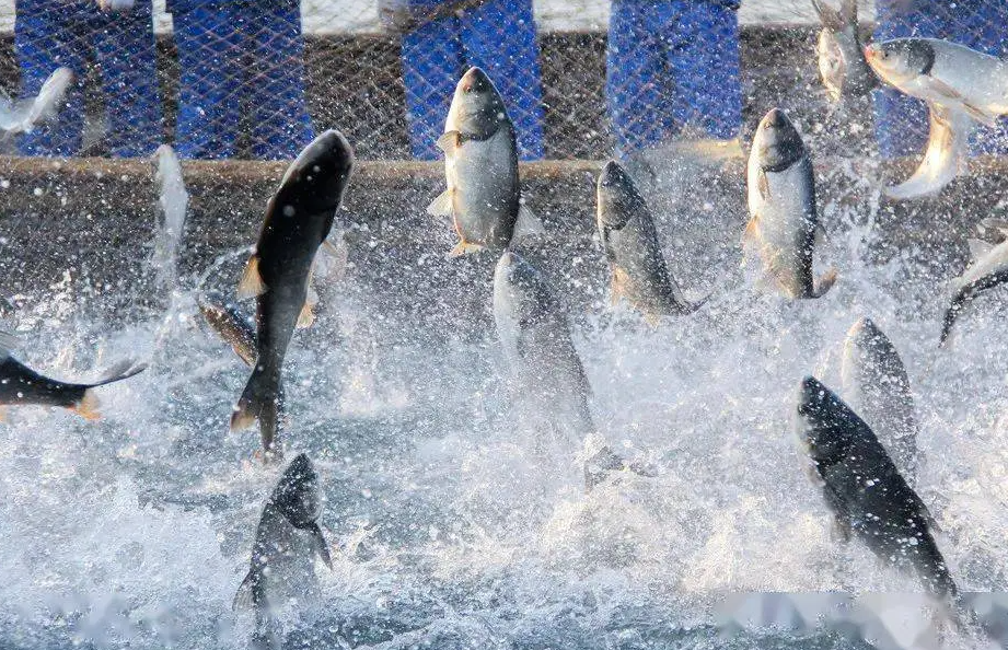 水產(chǎn)養(yǎng)殖戶必知！水質(zhì)常規(guī)檢測項目全解析