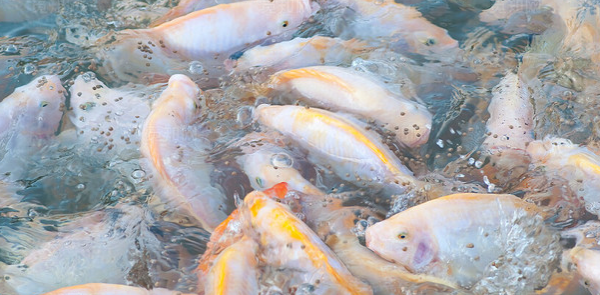 水產(chǎn)養(yǎng)殖戶需要注意水質(zhì)的哪些變化？